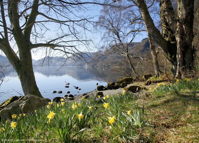 Wild daffodils at Glencoyne Bay, Ullswater
